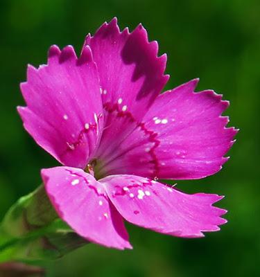 Œillet à delta (Dianthus deltoides)