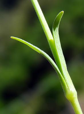 Œillet à delta (Dianthus deltoides)