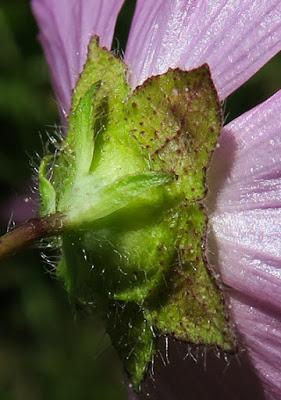 Mauve musquée (Malva moschata)