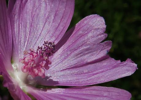 Mauve musquée (Malva moschata)