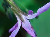 Prénanthe pourpre (Prenanthes purpurea)