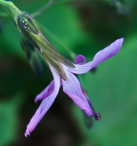 Prénanthe pourpre (Prenanthes purpurea)