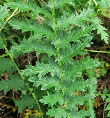 Filipendule (Filipendula vulgaris)