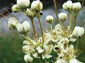 Filipendule (Filipendula vulgaris)