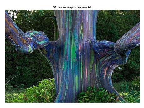 Pays Etrangers - Les Phénomènes naturelles