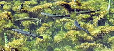 Mittenwald hier und da / Mittenwald ici et là — 21 Bilder / Photos