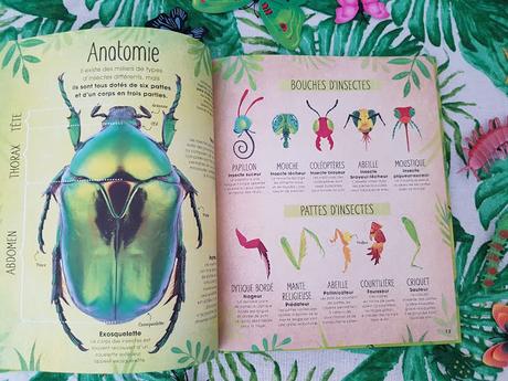 Insectes et petites bêtes de Jess French et Claire McElfatrick ♥ ♥ ♥