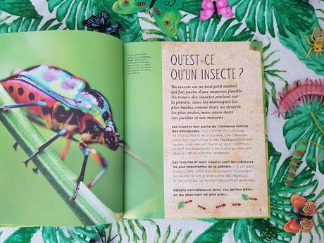 Insectes et petites bêtes de Jess French et Claire McElfatrick ♥ ♥ ♥