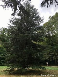 Les arbres voyageurs de Chateaubriand