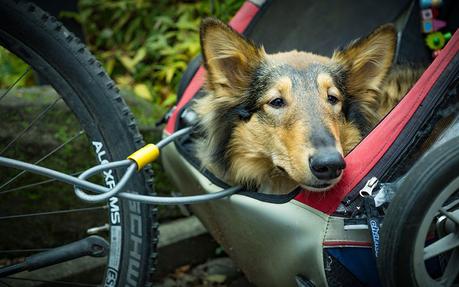 Comment fixer une remorque pour chien sur un vélo ?