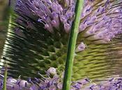 Cardère sauvage (Dipsacus fullonum)