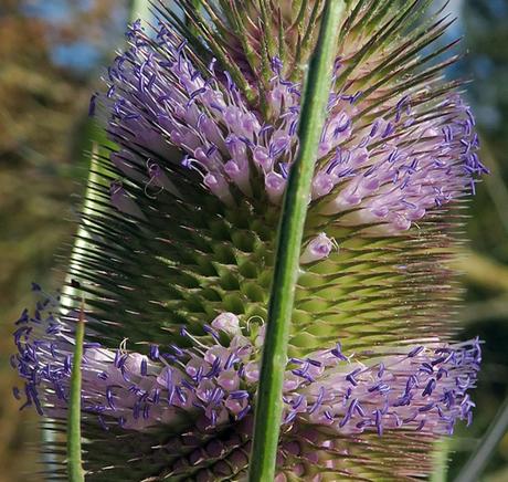 Cardère sauvage (Dipsacus fullonum)