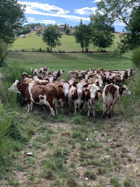 Vache football politique et Forez Vache football politique et Forez