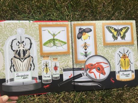 Les insectes (Kididoc) – Muriel Zürcher, Stéphane Hurtez et Sylvie Bessard