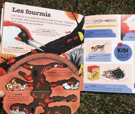 Les insectes (Kididoc) – Muriel Zürcher, Stéphane Hurtez et Sylvie Bessard