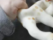 perturbateurs endocriniens