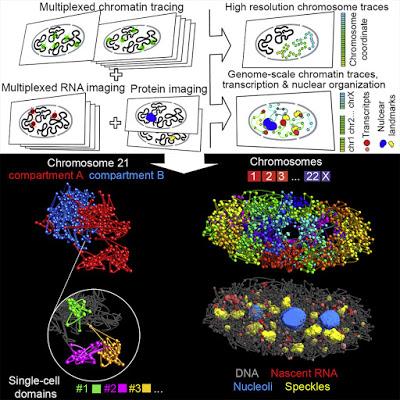 #cell #cellule #chromatine #loci #génomique Imagerie de l’Organisation 3D et de l’Activité Transcriptionnelle de la Chromatine à l’Échelle Génomique
