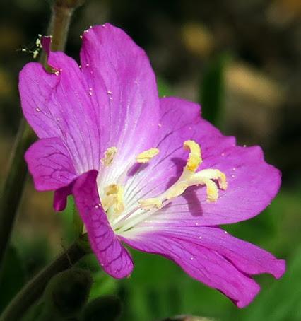 Épilobe hirsute (Epilobium hirsutum) Épilobe hirsute (Epilobium hirsutum)