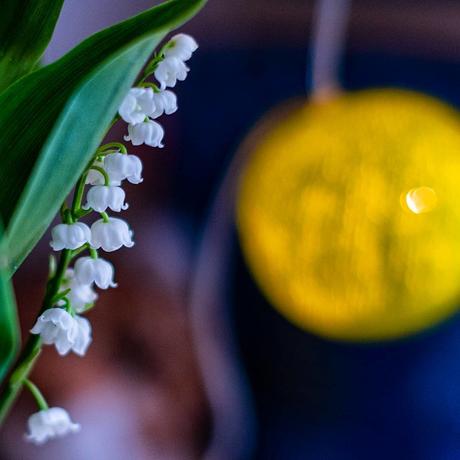 Le joli Muguet tellement parfumé, avec le panier de la semaine par @lesvergerssteustache ! 😋 @lacasedecousinpaul #stayAtHome #Confinement #resteChezToi #resteTonKaz #stayChezTonKaz #nikon #d7500 #LilyOfTheValley #muguet #Mai #flower #fleur