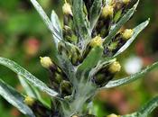 Gnaphale Norvège (Gnaphalium norvegicum)