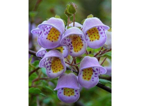 Divers - Les fleurs les plus rares du Monde - 1