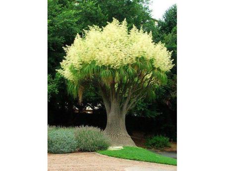 Divers - Les fleurs les plus rares du Monde - 1