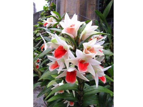 Divers - Les fleurs les plus rares du Monde - 1