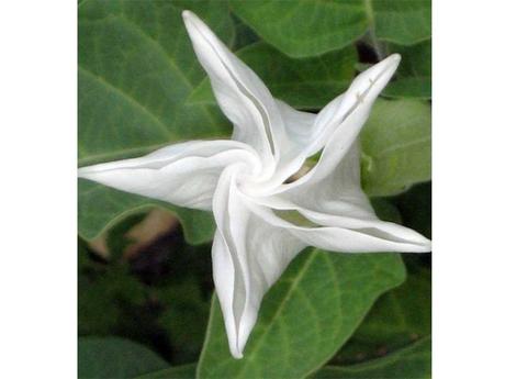 Divers - Les fleurs les plus rares du Monde - 1