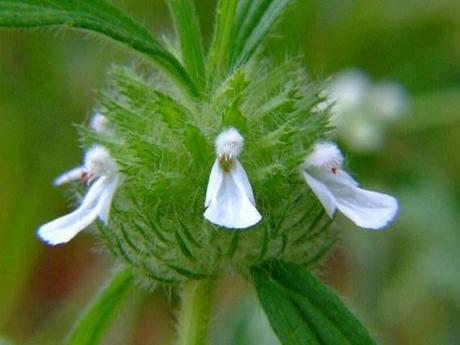 Divers - Les fleurs les plus rares du Monde - 1