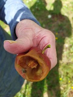 Travail  des guêpes