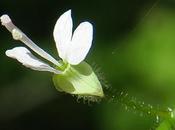 Circée Paris (Circaea lutetiana)