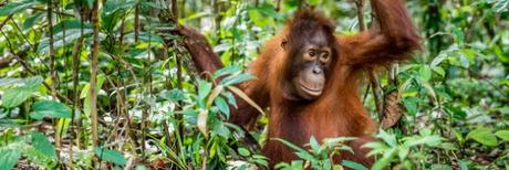 Unilever extermine les derniers orangs-outans pour du savon !