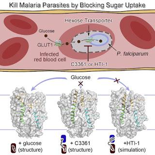 #Cell #malaria #plasmodiumfalciparum #glucose Structural Basis pour le Blocage de la Captation de Sucre chez le Parasite de la Malaria Plasmodium falciparum #Cell #malaria #plasmodiumfalciparum #glucose Structural Basis pour le Blocage de la Captation de Sucre chez le Parasite de la Malaria Plasmodium falciparum