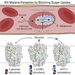 #Cell #malaria #plasmodiumfalciparum #glucose Structural Basis pour le Blocage de la Captation de Sucre chez le Parasite de la Malaria Plasmodium falciparum