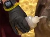 Elon Musk implante puce connectée dans cerveau d’un cochon