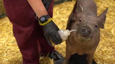 Elon Musk implante une puce connectée dans le cerveau d’un cochon