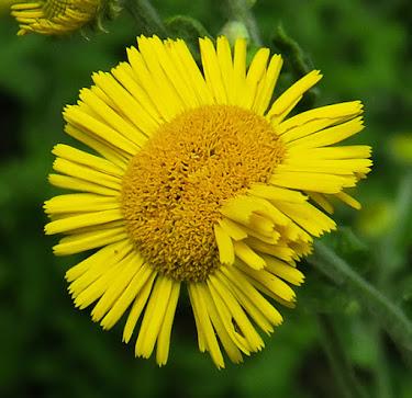 Pulicaire dysentérique (Pulicaria dysenterica)