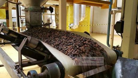 Culture de rente : le cacao camerounais n’est pas reconnu à sa juste valeur