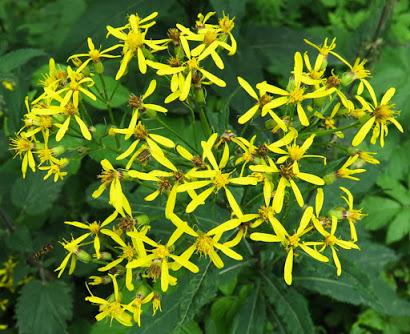 Séneçon de Fuchs (Senecio ovatus)