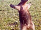 Obono contre Valeurs actuelles France moins Charlie