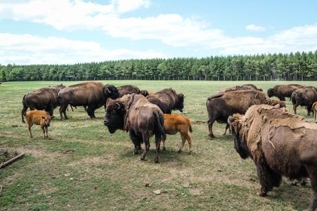Terre des bisons Rawdon