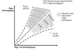 Âge chronologique et âge biologique