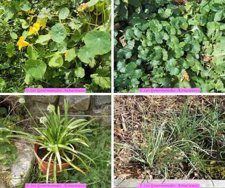 Tartinade crue au sarrasin (Vegan) Tartinade crue au sarrasin (Vegan)