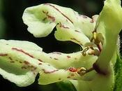 Épiaire droite (Stachys recta)