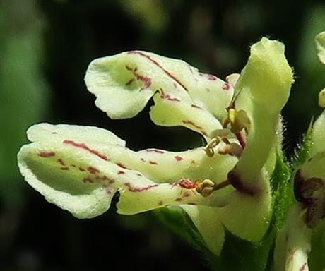 Épiaire droite (Stachys recta)