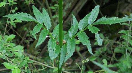 Valériane officinale (Valeriana officinalis)