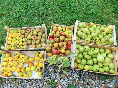 Pomme, pomme, pomme, pomme, c'est le début de la récolte des pommes