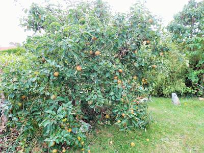 Pomme, pomme, pomme, pomme, c'est le début de la récolte des pommes