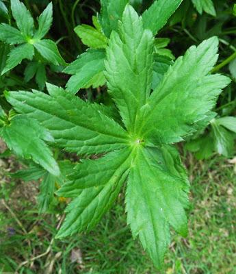 Astrance majeure (Astrantia major)