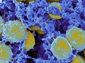 SARM nouvelle approche vaccinale contre Staphylococcus aureus